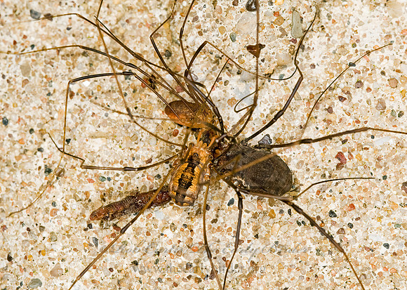 Hadrobunus maculosus 8008262z