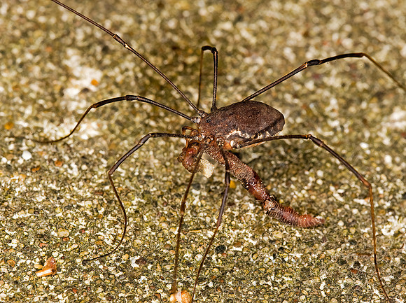 Hadrobunus maculosus 8008263z