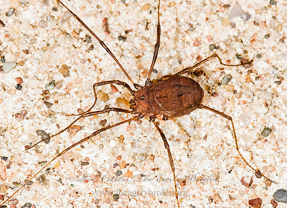 Hadrobunus maculosus 8008354z