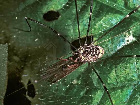 Leiobunum  sp  SCLEROSOMATID HARVESTMAN 1288512z