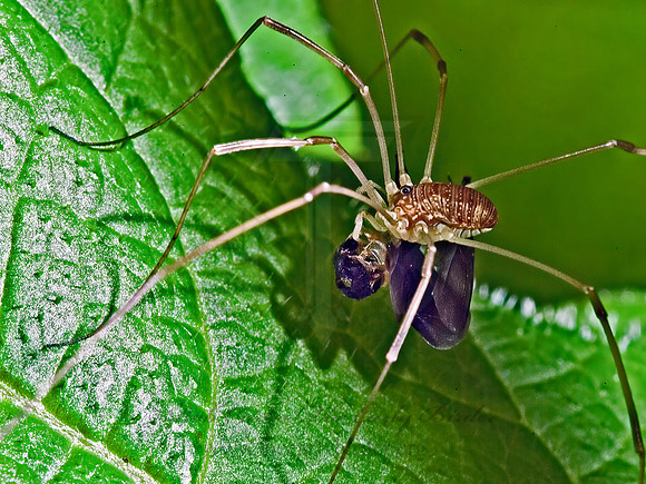 Leiobunum  sp  SCLEROSOMATID HARVESTMAN 4002337z