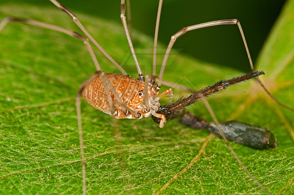 Leiobunum  SCLEROSOMATID HARVESTMAN 3013152z