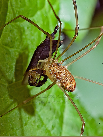 Leiobunum  sp  SCLEROSOMATID HARVESTMAN 4002338z