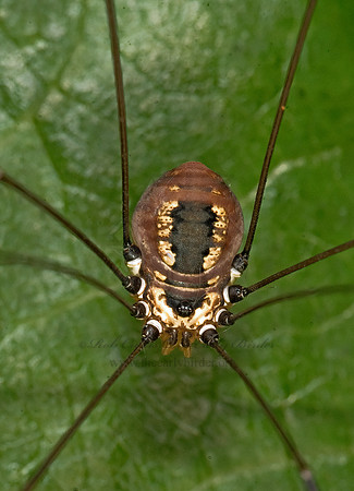 Leiobunum aldrichi  SCLEROSOMATID HARVESTMAN 8016277z