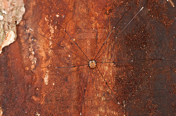 Leiobunum aldrichi  SCLEROSOMATID HARVESTMAN 3016229z