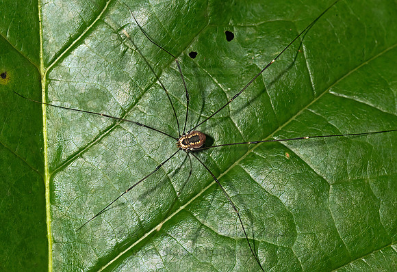 Leiobunum aldrichi  SCLEROSOMATID HARVESTMAN 8016276z