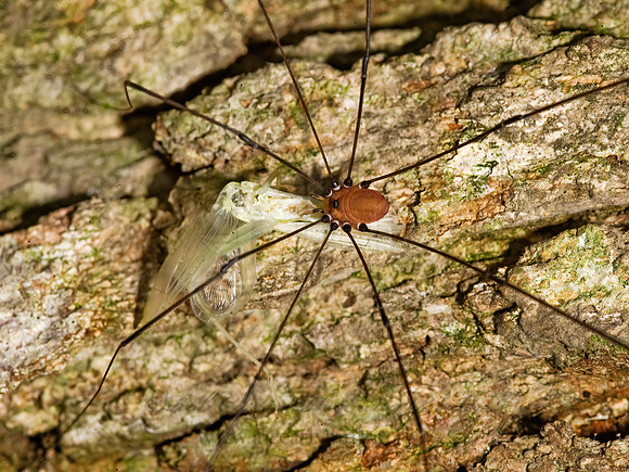 Leiobunum aldrichi  SCLEROSOMATID HARVESTMAN 8016353z