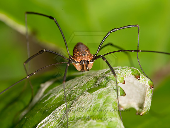 Leiobunum calcar  HARVESTMAN 9036091z