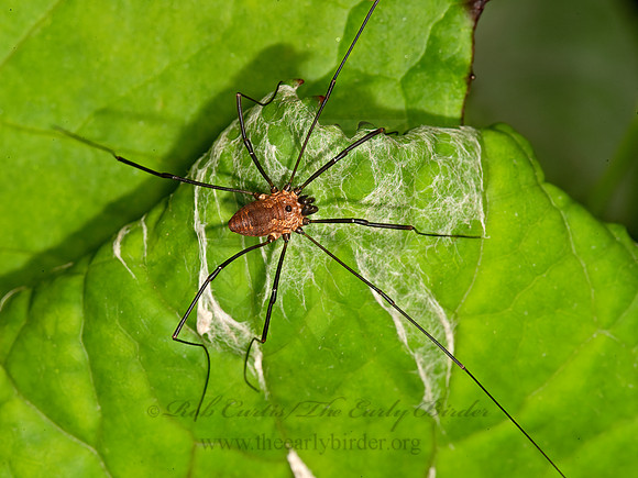 Leiobunum calcar  HARVESTMAN 9036089z