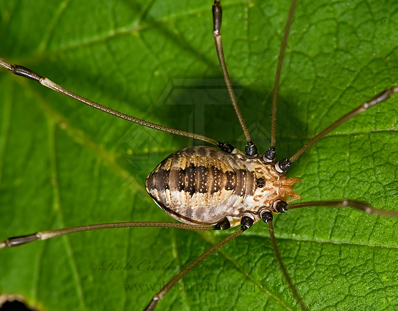 Leiobunum formosum 8006895z