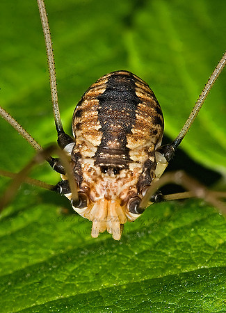 Leiobunum formosum 8006905z