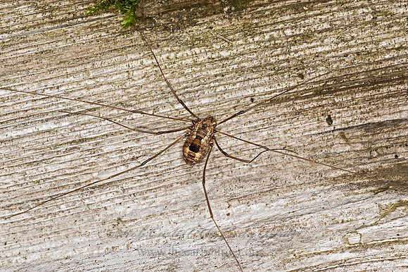 Leiobunum nigropalpi  SCLEROSOMATID HARVESTMAN 9035974z