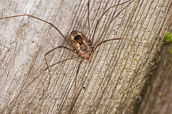 Leiobunum nigropalpi  SCLEROSOMATID HARVESTMAN 9035976z