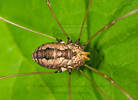 Leiobunum formosum 8007044z