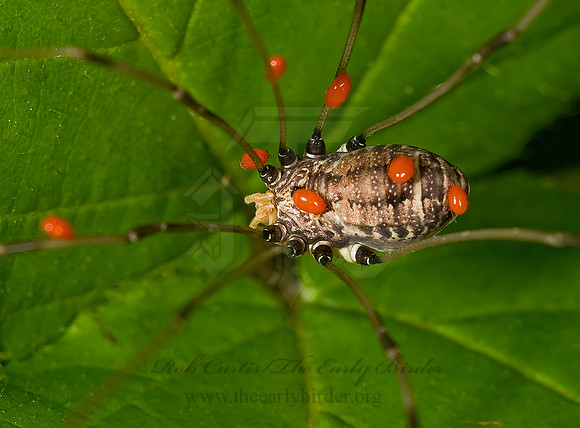 Leiobunum formosum 8007051z