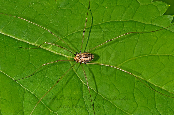 Leiobunum formosum 8007042z