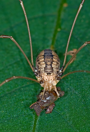 Leiobunum formosum~ 6009919z