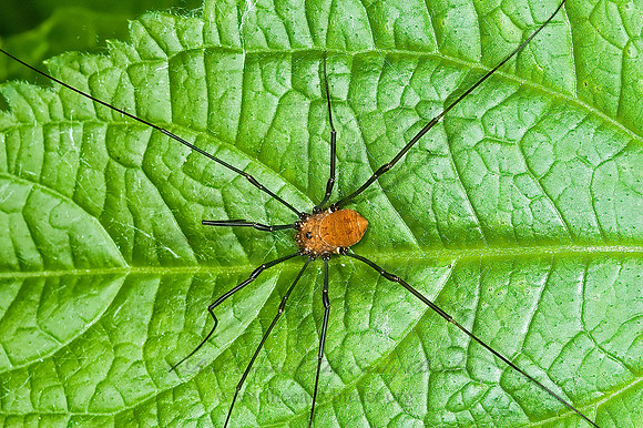Leiobunum nigripes 5008051sz