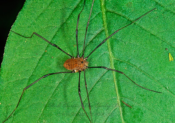 Leiobunum nigripes 1110135sz (1)