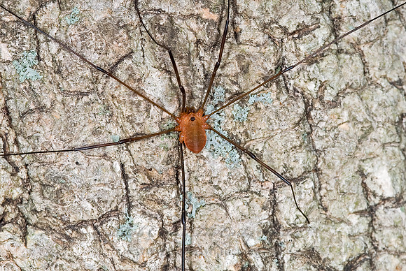 Leiobunum nigripes 6009445sz