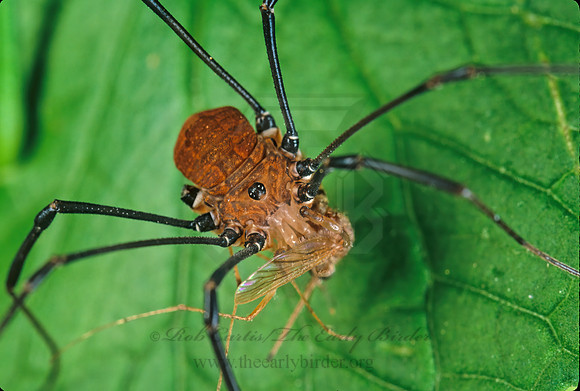 Leiobunum nigripes 1110230sz