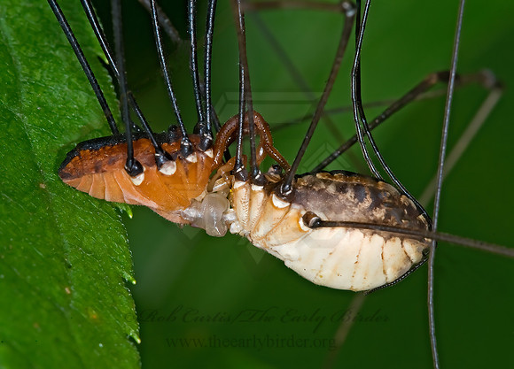 Leiobunum nigripes 6012780sz