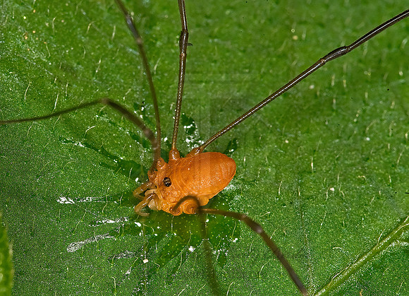 Leiobunum nigripes 8007032sz