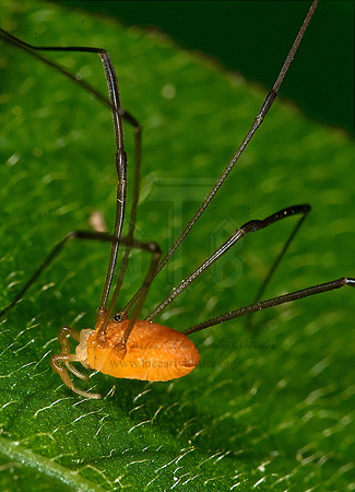 Leiobunum nigripes 8007033sz
