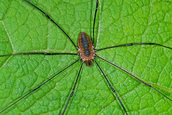 Leiobunum nigripes 6017130sz