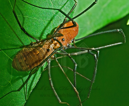 Leiobunum politum  SCLEROSOMATID HARVESTMAN 4002251z