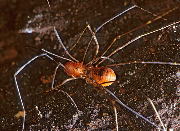 Leiobunum politum  SCLEROSOMATID HARVESTMAN 1284004z