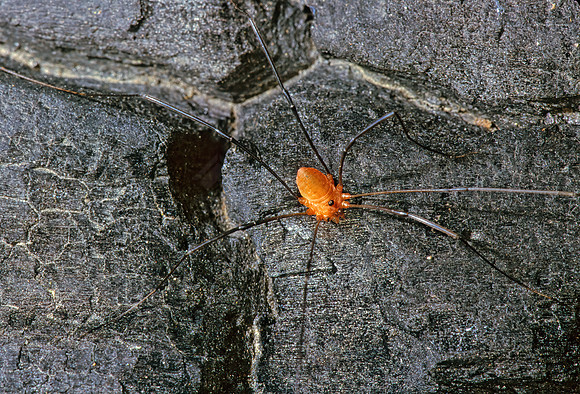 Leiobunum politum  SCLEROSOMATID HARVESTMAN 1283931 Mz
