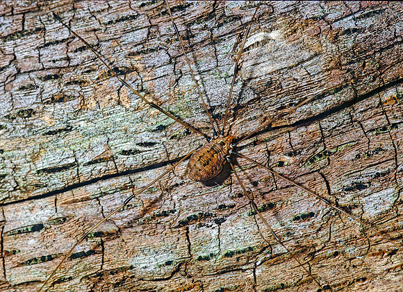 Leiobunum politum  SCLEROSOMATID HARVESTMAN 1284329z