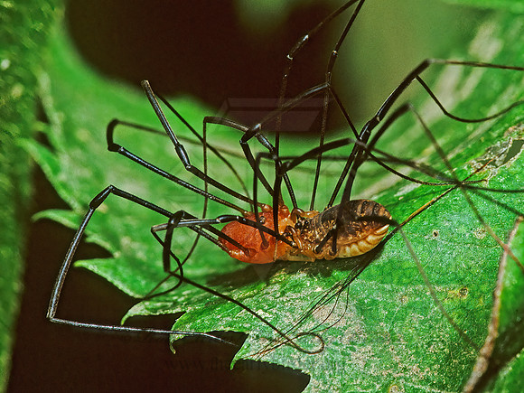 Leiobunum politum  SCLEROSOMATID HARVESTMAN 1284722z