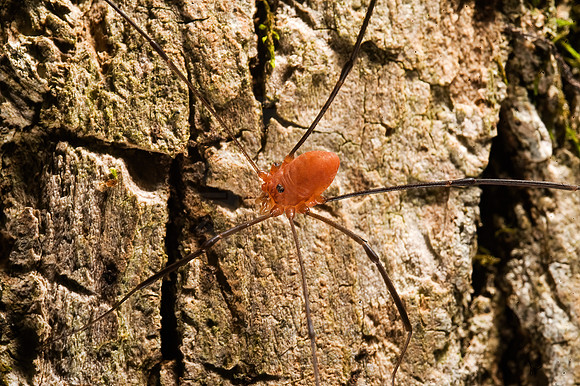 Leiobunum politum  SCLEROSOMATID HARVESTMAN 8007338z