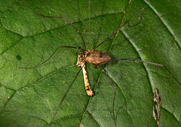 Leiobunum politum~  SCLEROSOMATID HARVESTMAN 8016273z