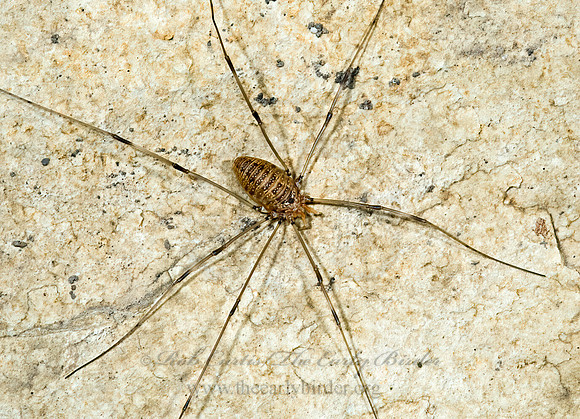 Leiobunum uxorium 5009634z