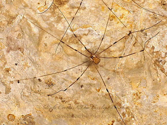Leiobunum townsendi  SCLEROSOMATID HARVESTMAN 3040482z-