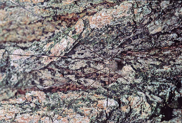 Leiobunum townsendi 54717z