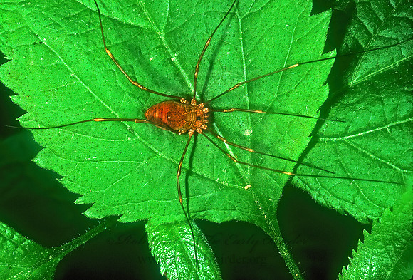 Leiobunum ventricosum  SCLEROSOMATID HARVESTMAN 1111629z