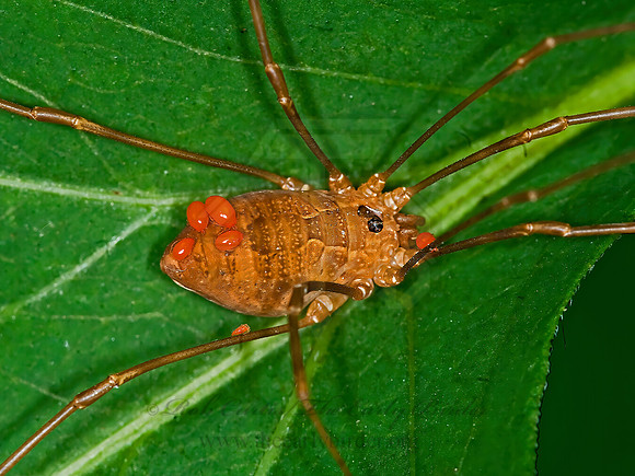 Leiobunum ventricosum  SCLEROSOMATID HARVESTMAN 6007093z
