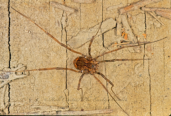 Leiobunum ventricosum  SCLEROSOMATID HARVESTMAN 245429z