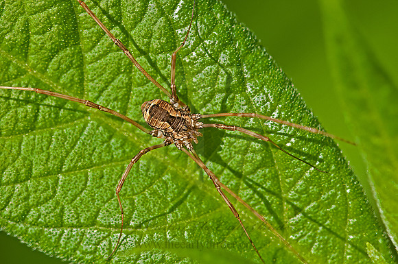 Leiobunum ventricosum grp  SCLEROSOMATID HARVESTMAN 3016833z