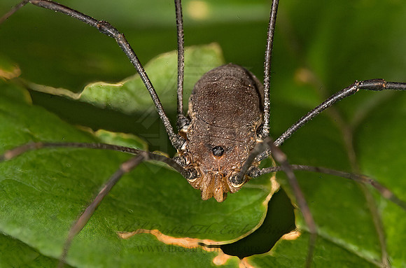 Leiobunum verrucosum  SCLEROSOMATID  HARVESTMAN 8016252z