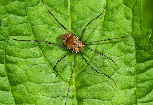 Leiobunum verrucosum  SCLEROSOMATID HARVESTMAN 5008052z