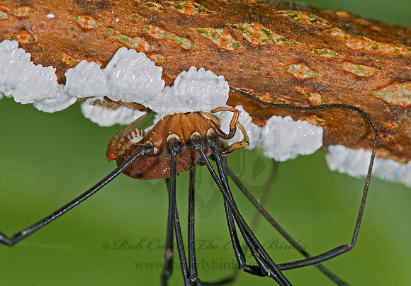 Leiobunum verrucosum  SCLEROSOMATID  HARVESTMAN 8008797z
