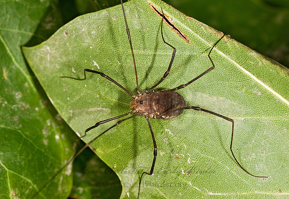 Leiobunum verrucosum  SCLEROSOMATID  HARVESTMAN 8016224z