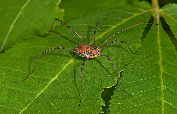 Leiobunum verrucosum  SCLEROSOMATID HARVESTMAN 8014563z