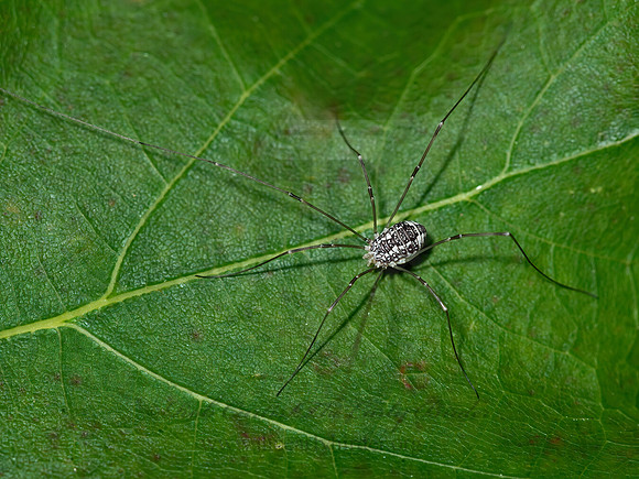 Leiobunum vittatum  EASTERN HARVESTMAN  8034345z
