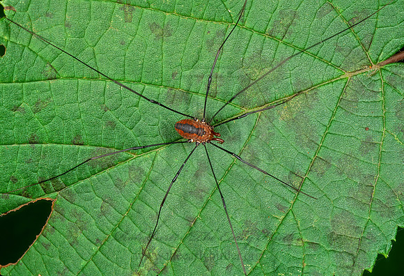 Leiobunum vittatum  EASTERN HARVESTMAN 1115004 Mz-
